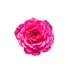 Top view of beautiful shocking pink rose isolated on white background with clipping path. PNG format.