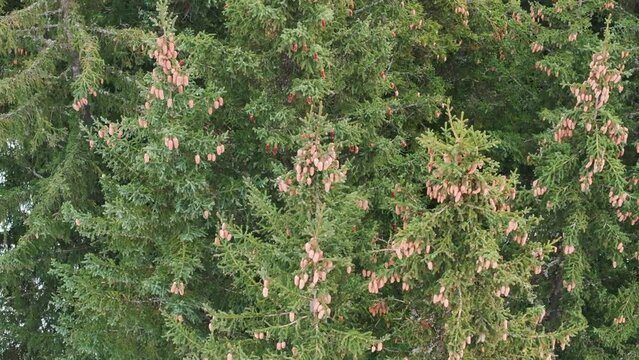 Aerial ascend near conifer trees with cones at Switzerland mountain region