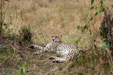 cheetah  in the vast wilderness of Africa © Herbert