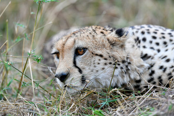 cheetah  in the vast wilderness of Africa © Herbert