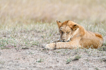Lion female in the Masai Mara