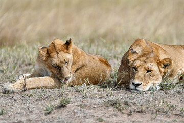 Lion female in the Masai Mara