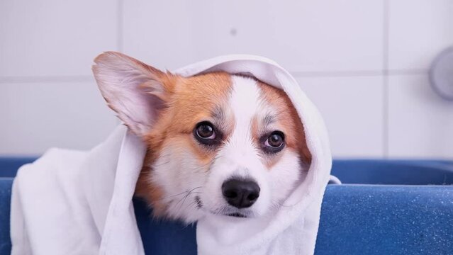 Cute red and white small Pembroke Welsh Corgi puppy after shower. Happy little dog. Concept of Eco-friendly Pet Hair Removal care, animal life, health, show, dog breed. dog in a towel after grooming
