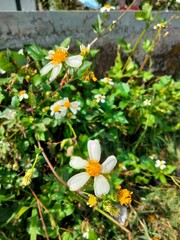 wild flowers in the garden