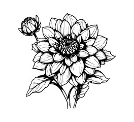 Dahlia Flower hand drawn vector illustration