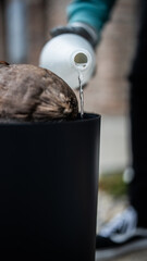 planting a coconut palm in a pot