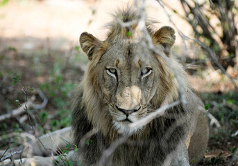 young male lion portrait