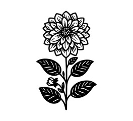 Dahlia Flower hand drawn vector illustration