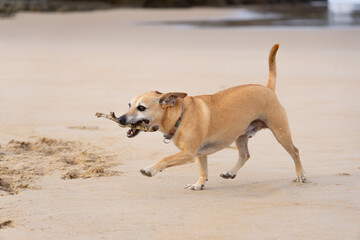 Dog on the beach biting a stick
