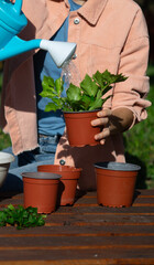 Woman watering a plant in a pot in the garden