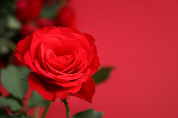 Close up of red roses on red background with copy space