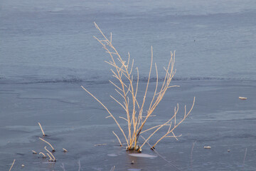 Willow affected by hoarfrost in a beautiful way