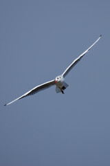 Seagull flying through blue sky with outstretched wings