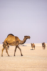 Group of camels roaming in the vast desert