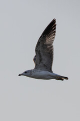 Juvenile seagull soaring against a sky backdrop