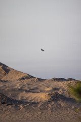 Fototapeta premium Eagle soars above a desert landscape with rolling hills