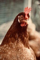 Close-up hen in alert front view with space for text.