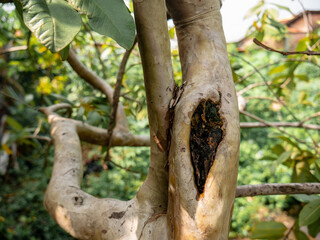 wound of trunk of guava tree caused by cutting of human
