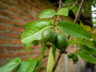 two unripe guavas in the back garden of the villager's house
