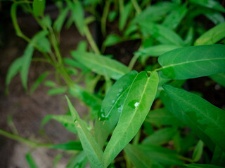 kale leaves with water droplets on them
