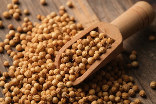 Coriander is an annual herb in the family Apiaceae. It is also known as dhania or cilantro. Coriandrum sativum. Coriander in the wooden table. wooden spoon. 