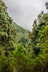 The endemic Canary Island pine forest. Tenerife, Macaronesia, Spain.  - 722912587