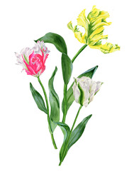 Watercolor flowers bouquet. White, pink and yellow tulips. Clipart for graphic resources. Colorful hand drawn botanical illustration isolated on transparent.