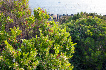 Mediterranean scrub with flowering plants of myrtle on the sunny clifftop along the coast.