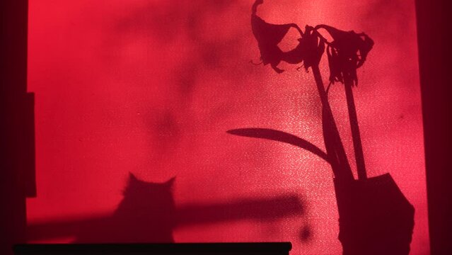 Still flower reflection shadow on red interior curtain and cat shadow near