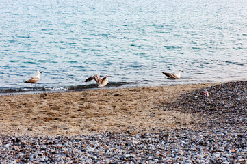 Gulls walking on the beach to search something to eat.