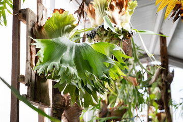 Beautiful platycerium, staghorn fern, deer antler leaves on the wall.