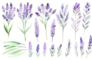 lavender watercolor clipart set, purple plant collection isolated on white background, Botanical herbal watercolor illustration for wedding, greeting card, wallpaper, textile, scrapbooking