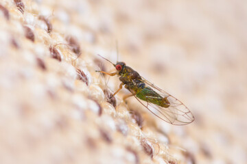 Selective focus on a Ficus Leaf-rolling Psyllid on textile, Trioza Brevigenae