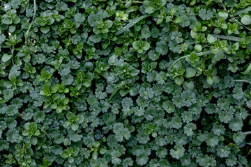 Green leaves background. Top view. Green leaves texture. Green leaves background.