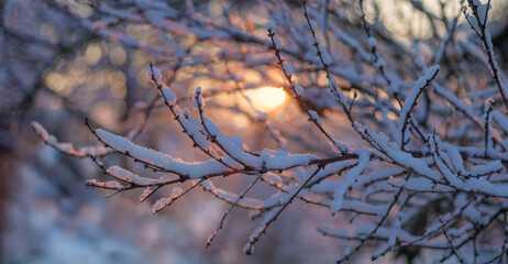 Snow covered tree branches against of the sun. Seasonal background for the winter thaw and the beginning of spring.