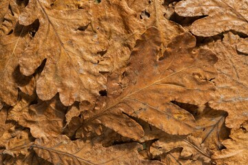Dry oak leaves on a dark autumn background. Abstract texture