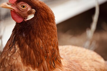 Close-up of hen's neck feathers.