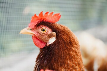 Close-up of hen's face in side view.