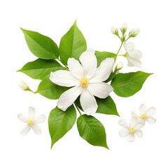 Naklejka premium frangipani flower isolated on white