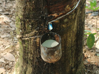 Tapping garnet sap, white latex from the bark of trees.