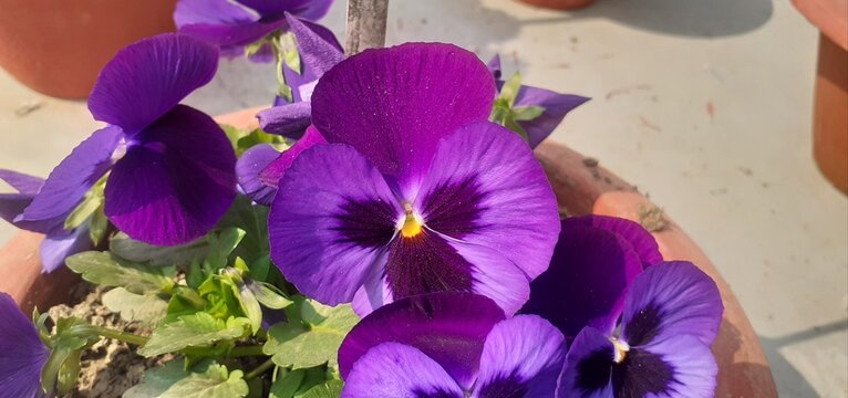Original name(s): Purple Pansy Flowers Full Bloom in a Pot