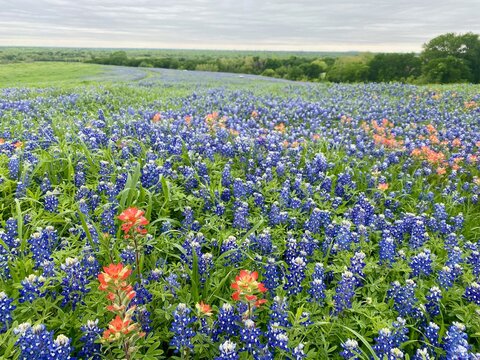 Meadow of Texas Bluebonnets and painted Indian brush blossoms