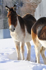 Animals are a traditionally (since the time of Aristotle) distinguished category of organisms, currently considered as a biological kingdom. Animals are the main object of zoology study.