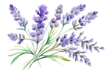 Watercolor bouquet of lavender branch on white background, Botanical herbal illustration for wedding or greeting card, Wallpaper, wrapping paper design, textile, scrapbooking