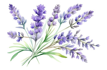 Fototapeta premium Watercolor bouquet of lavender branch on white background, Botanical herbal illustration for wedding or greeting card, Wallpaper, wrapping paper design, textile, scrapbooking