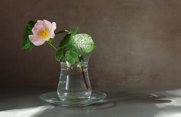 Pink wild rose flower in glass on saucer. Minimalist flower still life on gray background with copy space.