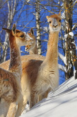 Animals are a traditionally (since the time of Aristotle) distinguished category of organisms, currently considered as a biological kingdom. Animals are the main object of zoology study.