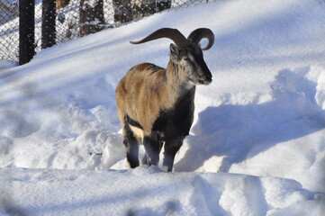 Animals are a traditionally (since the time of Aristotle) distinguished category of organisms, currently considered as a biological kingdom. Animals are the main object of zoology study.