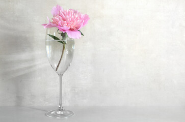 Pink peony flower in wineglass on light gray background with copy space. Minimalist flower composition.