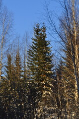 Nature is the material world of the universe, in fact, the main object of the study of natural sciences. In everyday life, the word 